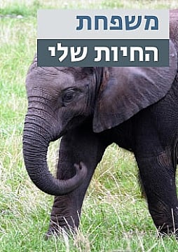 צפייה בסרט המלא - משפחת החיות שלי - פיל