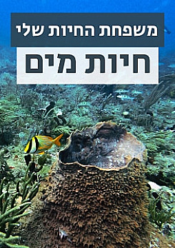 צפייה בסרט המלא משפחת החיות שלי - מים - צפייה בטריילר