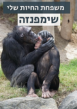 צפייה בסרט המלא משפחת החיות שלי - שימפנזה - צפייה בטריילר