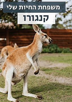 צפייה בסרט המלא - משפחת החיות שלי - קנגורו