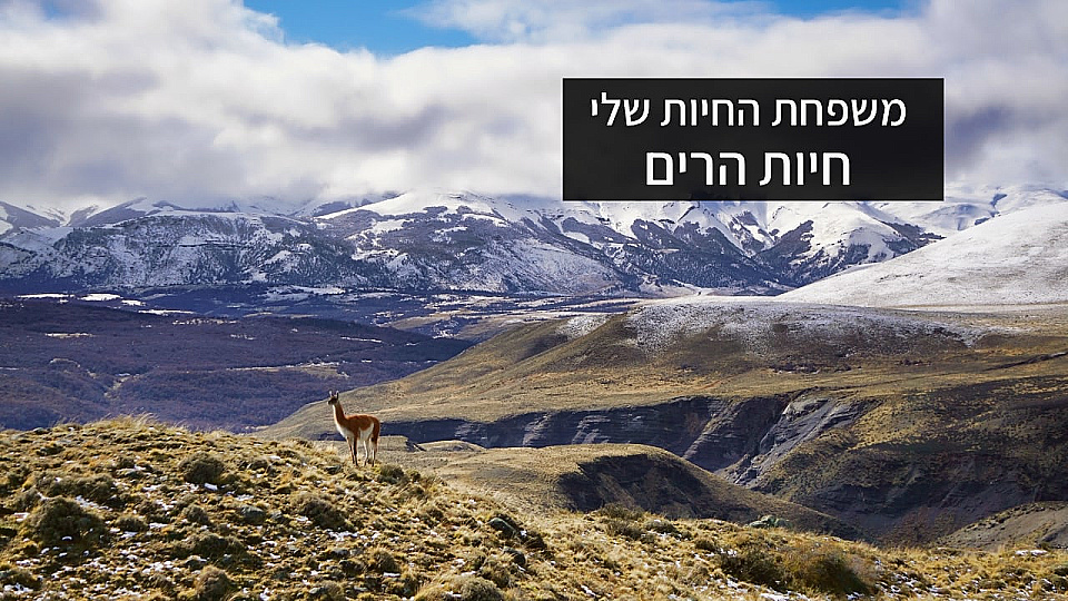 צפייה בסרט המלא משפחת החיות - בעלי חיים בהרים - צפייה בטריילר
