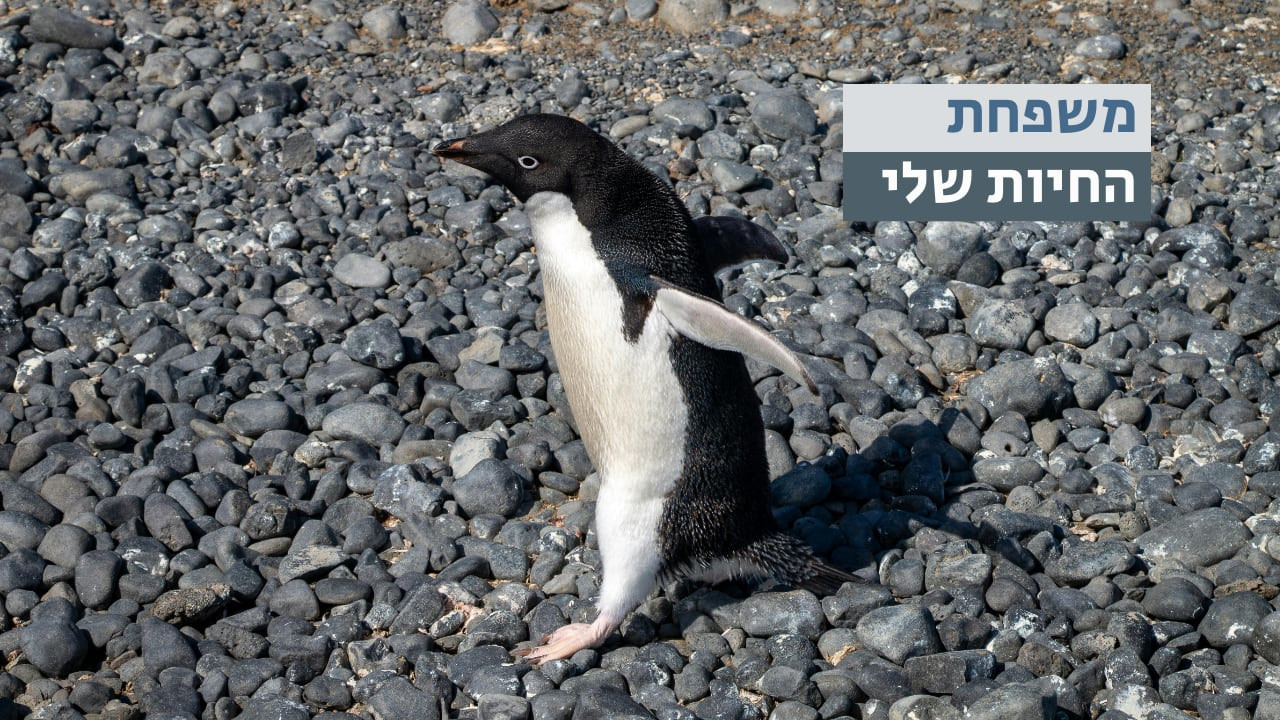 צפייה בסרט המלא - משפחת החיות שלי - פינגווין - לצפיה בטריילר