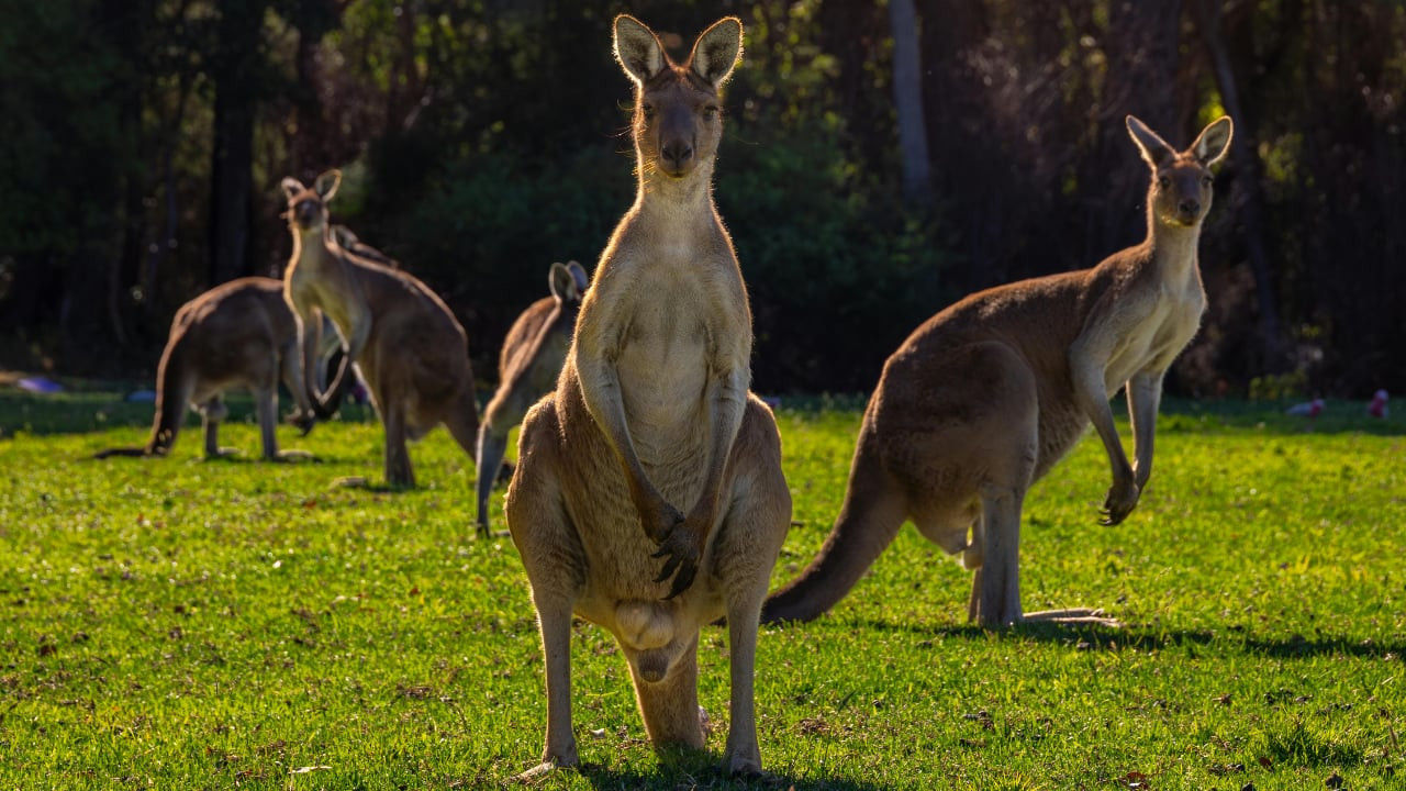 צפייה בסרט המלא - משפחת החיות שלי - קנגורו  - לצפיה בטריילר