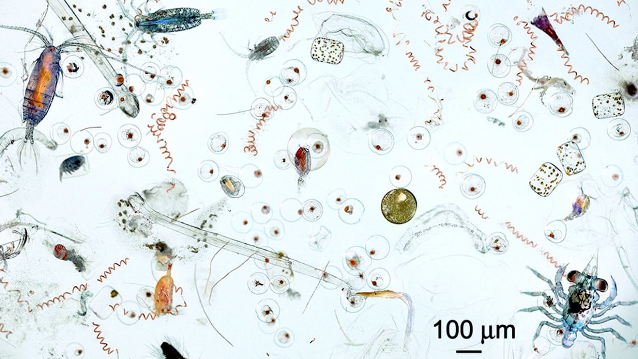 צפייה בסרט המלא - מסתרי הפלנקטון - לצפיה בטריילר