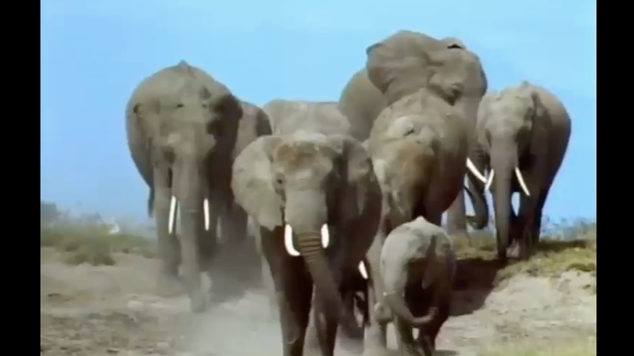 צפייה בסרט המלא - משפחת החיות שלי - היפופוטם - לצפיה בטריילר